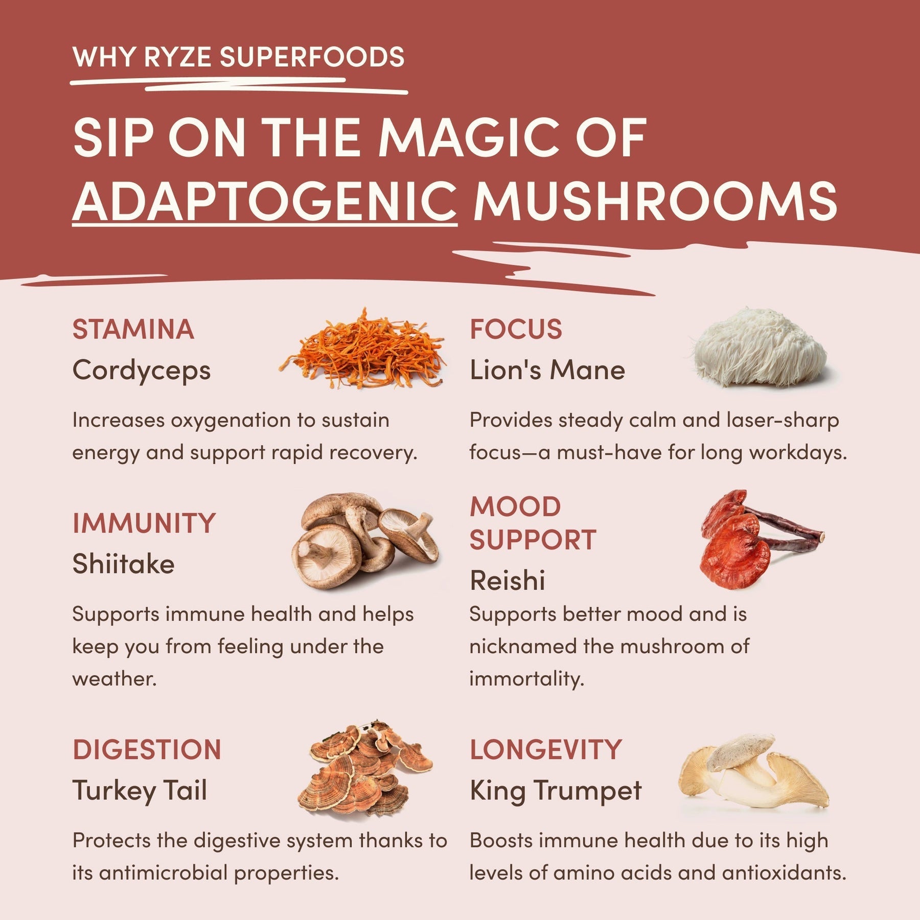 Mushroom Chicory (30 Servings) G9