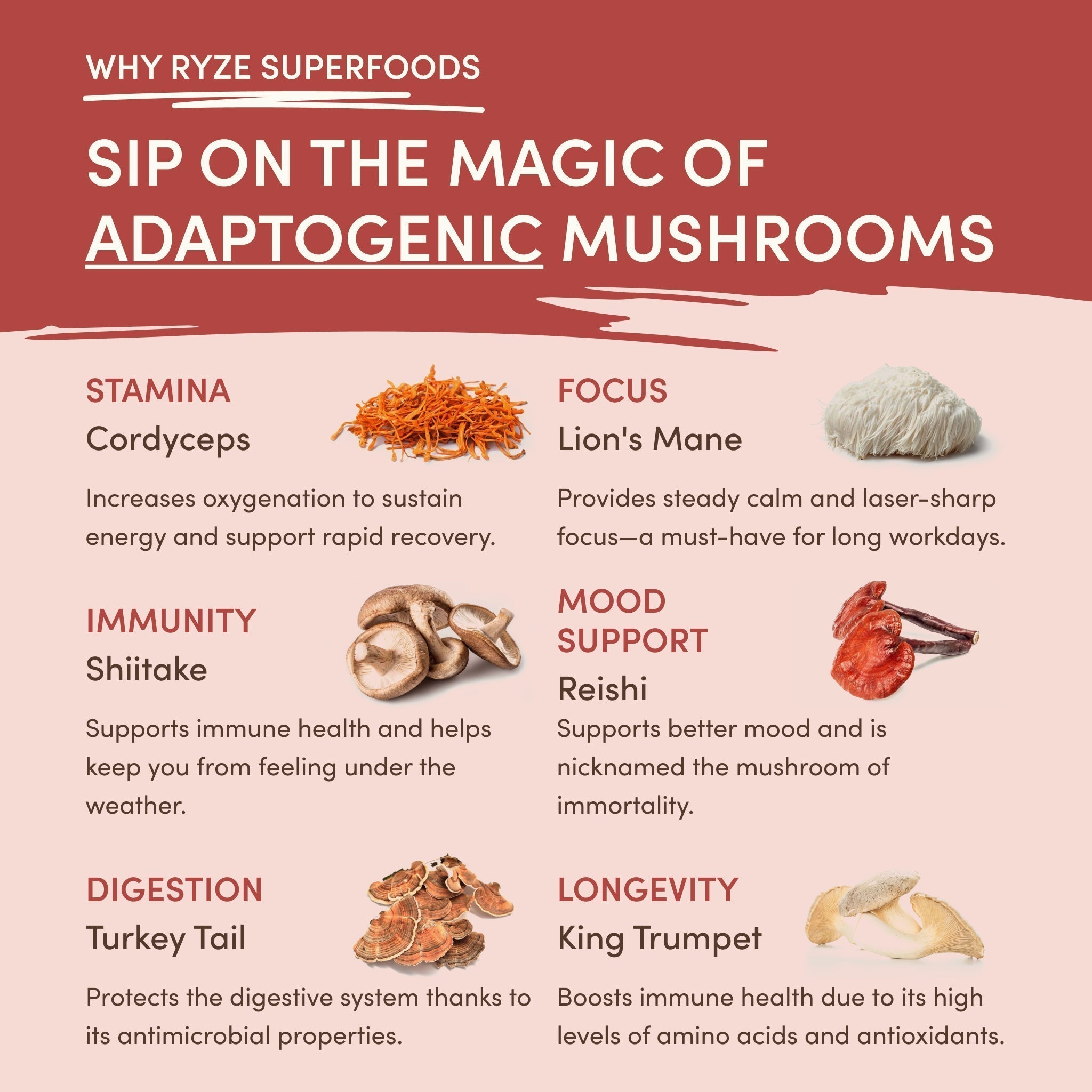 Mushroom Chai (20 Servings) K4